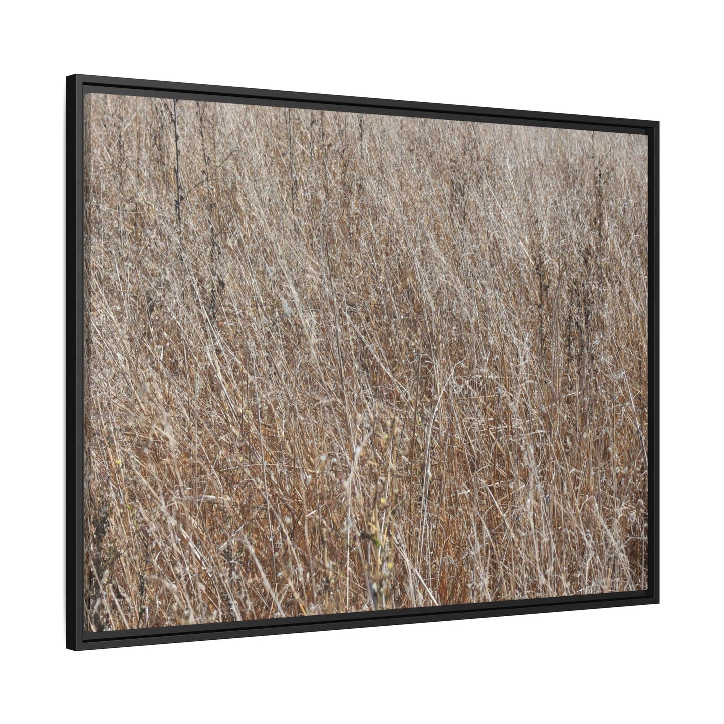 Dry Grass Symphony - Unique Stretched Canvas Wall Art - Art By Earth