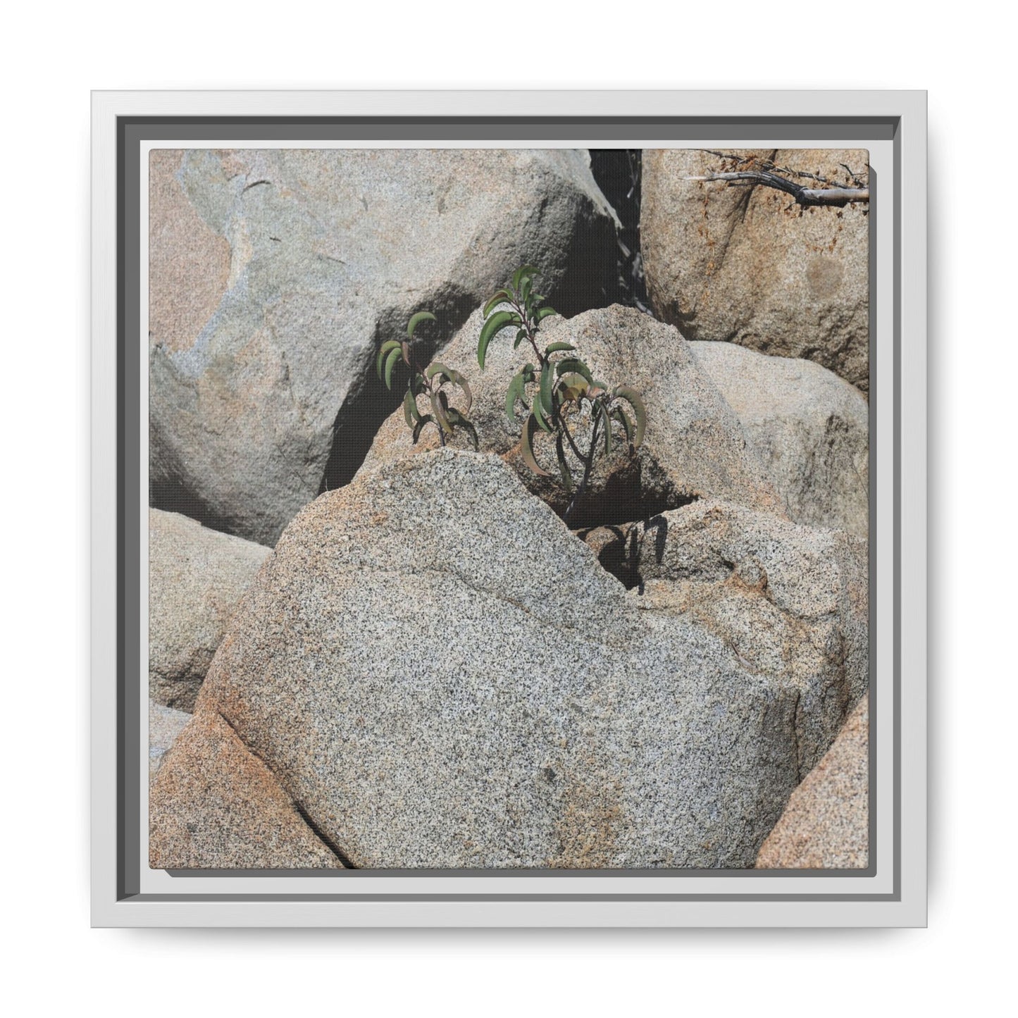 Desert Plant Thriving Among Rocks - Unique Stretched Canvas Wall Art