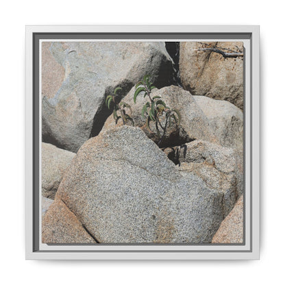 Desert Plant Thriving Among Rocks - Unique Stretched Canvas Wall Art