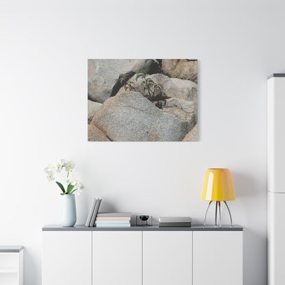 Desert Plant Survives - Unique Frameless Canvas Wall Art