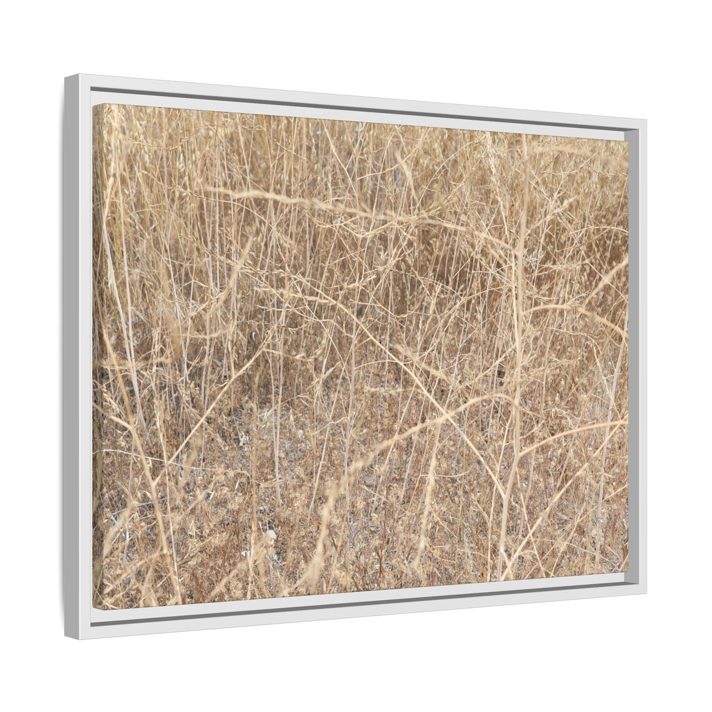 Golden Stalks - Unique Stretched Canvas Wall Art - Art By Earth