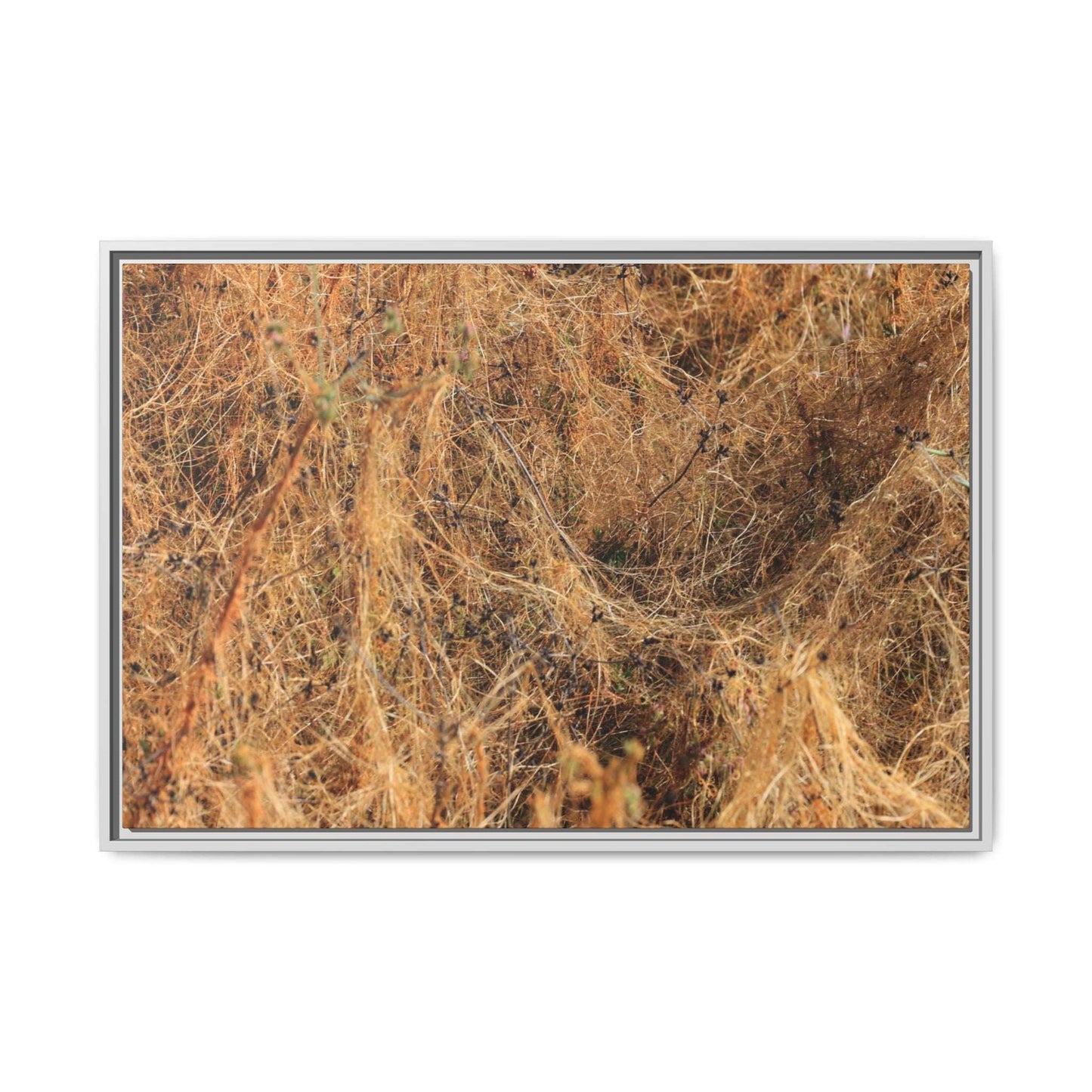 Dried Vegetation Study - Unique Stretched Canvas Wall Art - Art By Earth