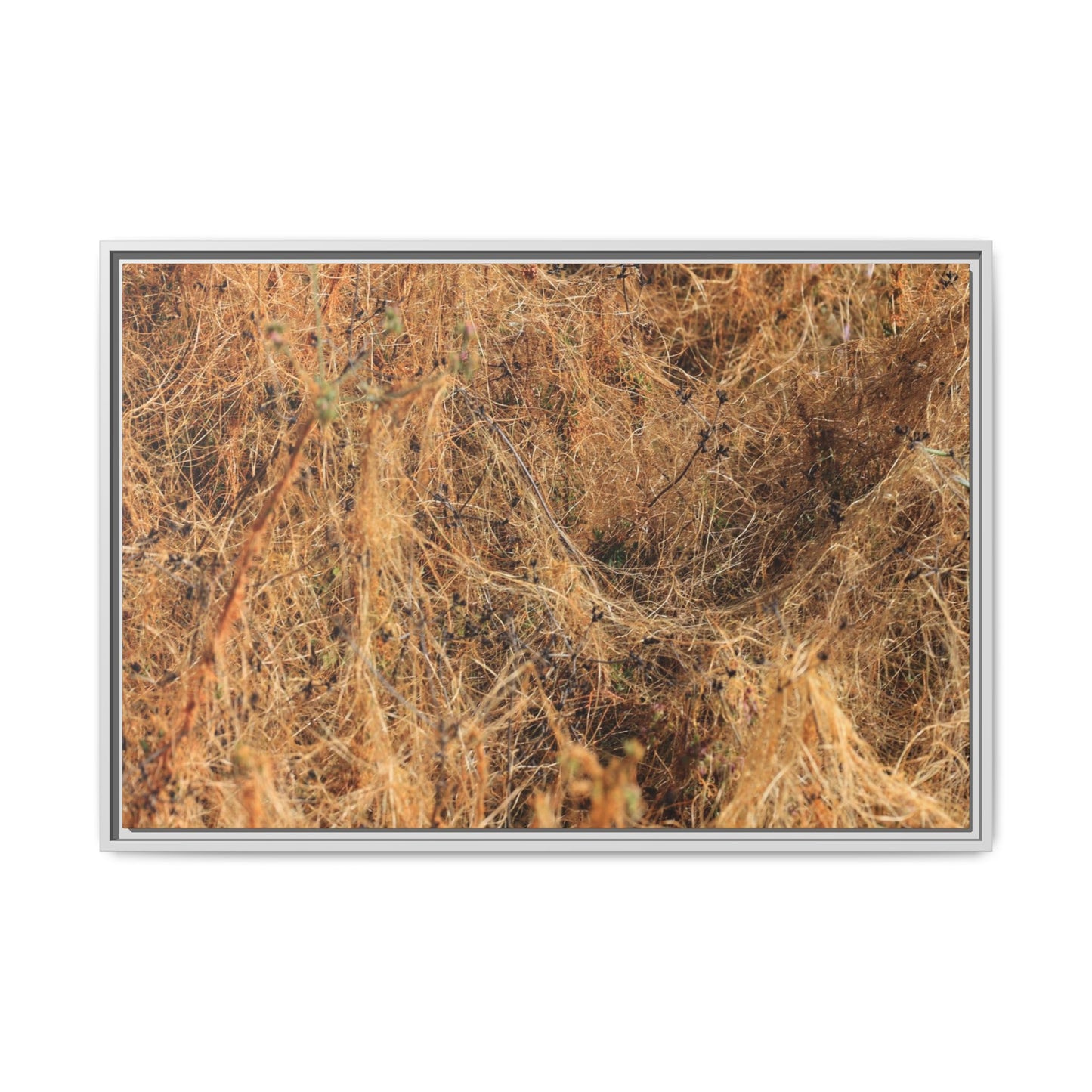Dried Vegetation Study - Unique Stretched Canvas Wall Art - Art By Earth