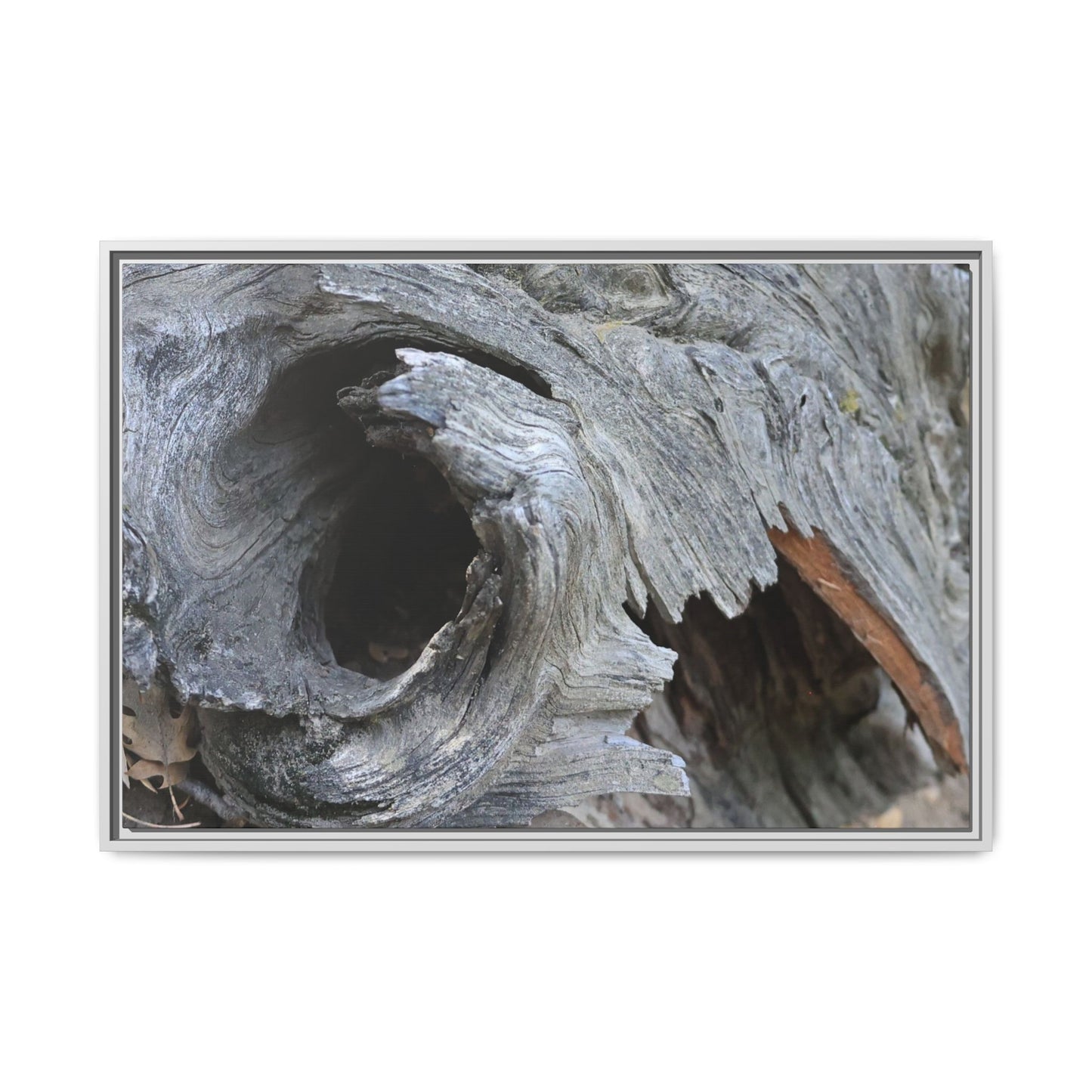 Bark's Labyrinth - Unique Stretched Canvas Wall Art - Art By Earth