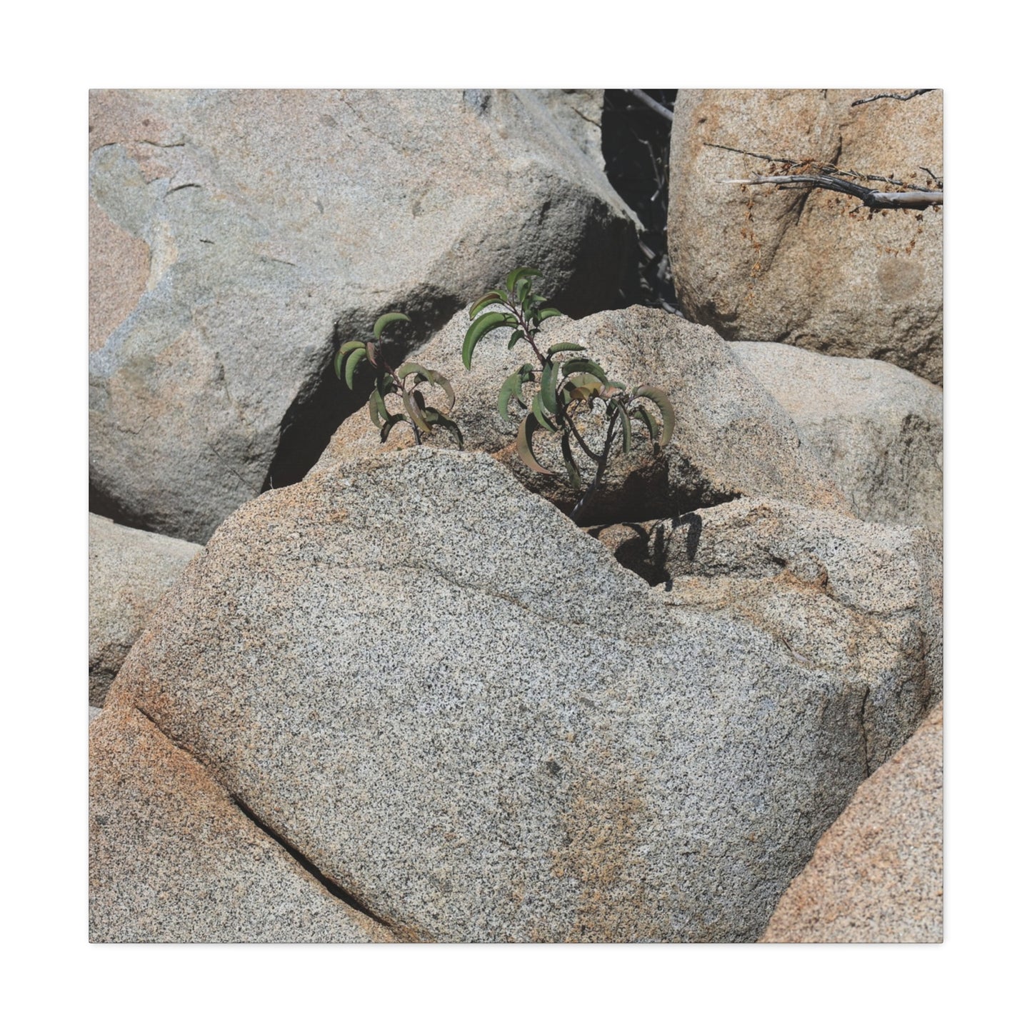 Desert Plant Survives - Unique Frameless Canvas Wall Art