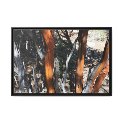 Eucalyptus Grove - Unique Stretched Canvas Wall Art