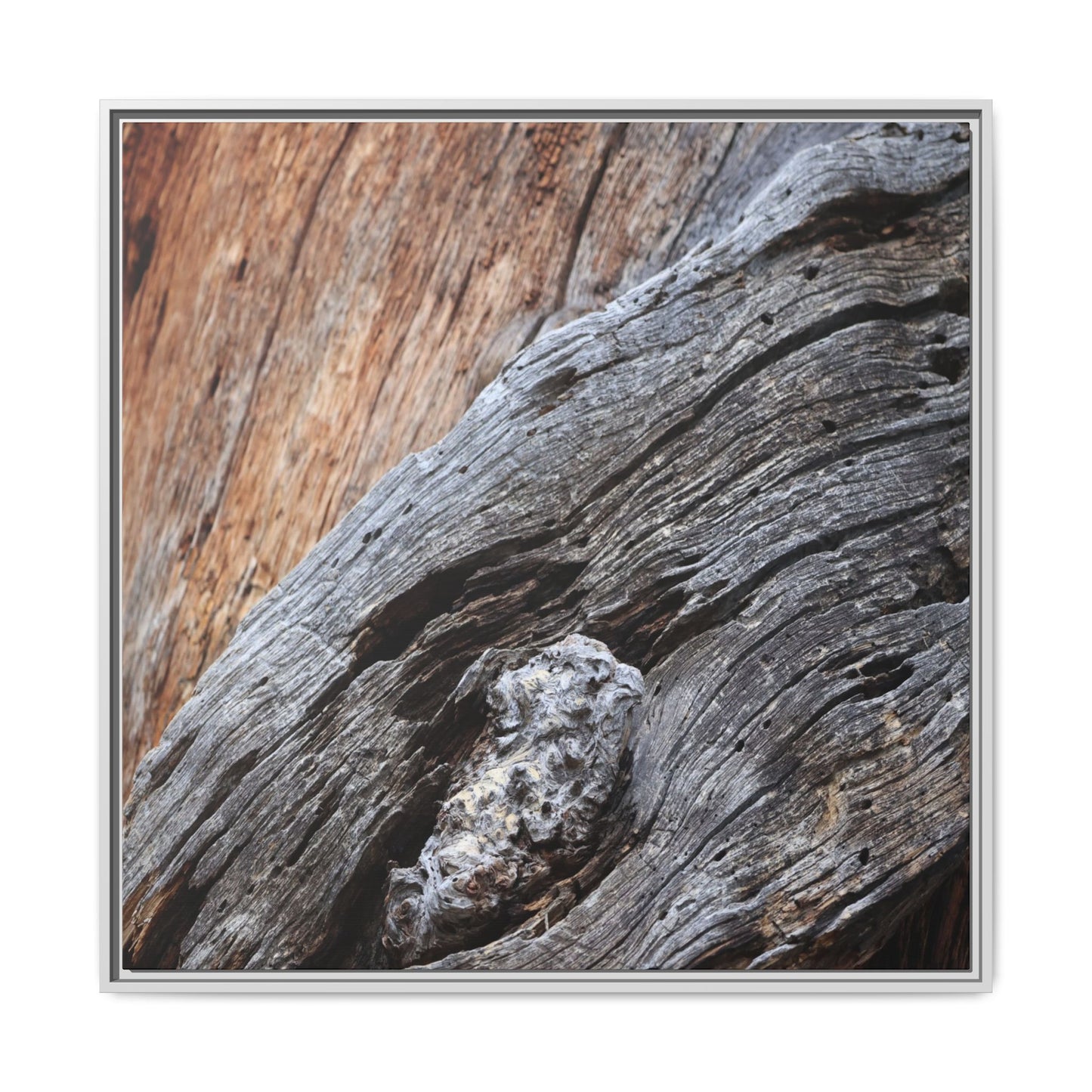 Time's Mark on Timber - Unique Stretched Canvas Wall Art - Art By Earth