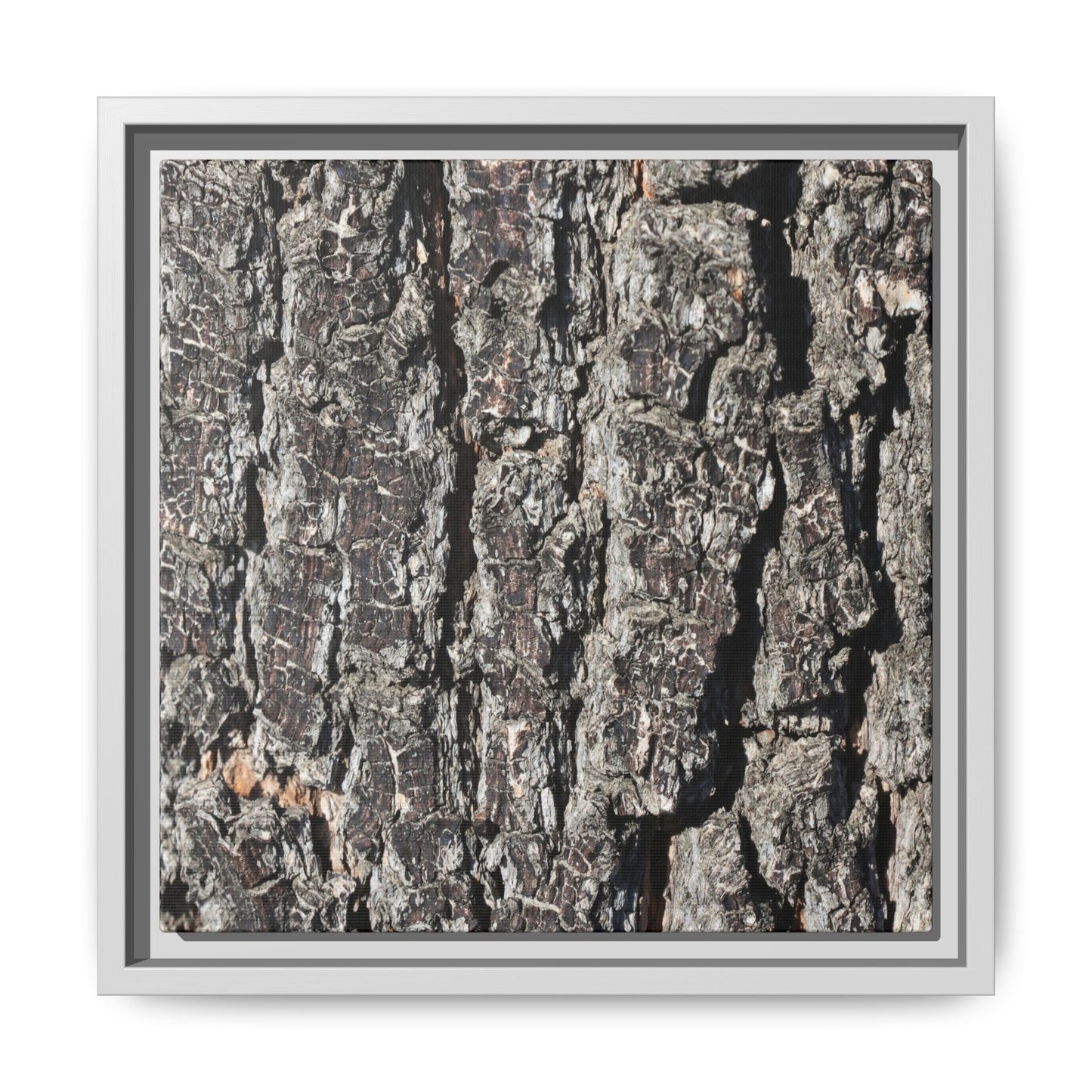 Bark Study in Gray - Unique Stretched Canvas Wall Art - Art By Earth