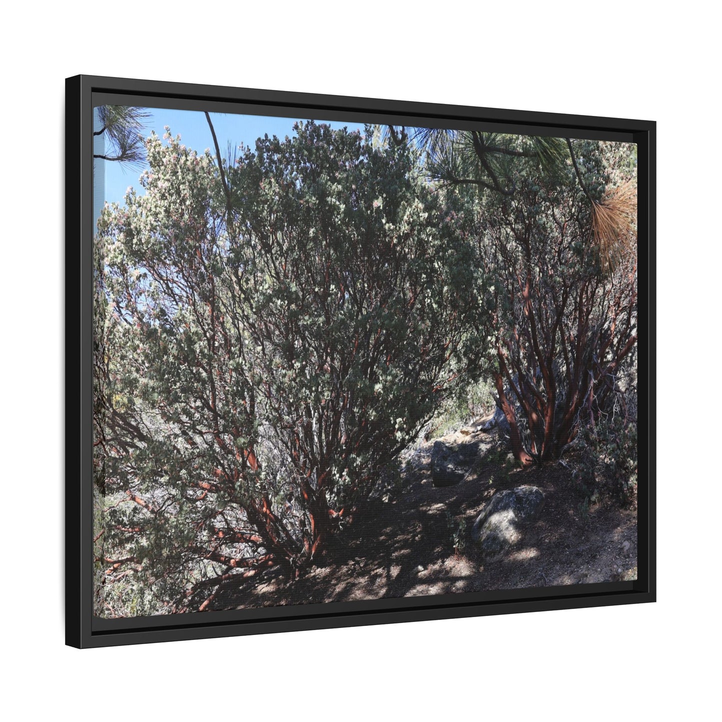 Desert Trail Through Blooming Manzanita - Unique Stretched Canvas Wall Art