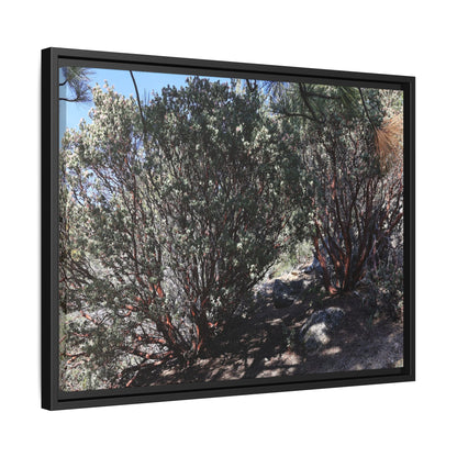 Desert Trail Through Blooming Manzanita - Unique Stretched Canvas Wall Art