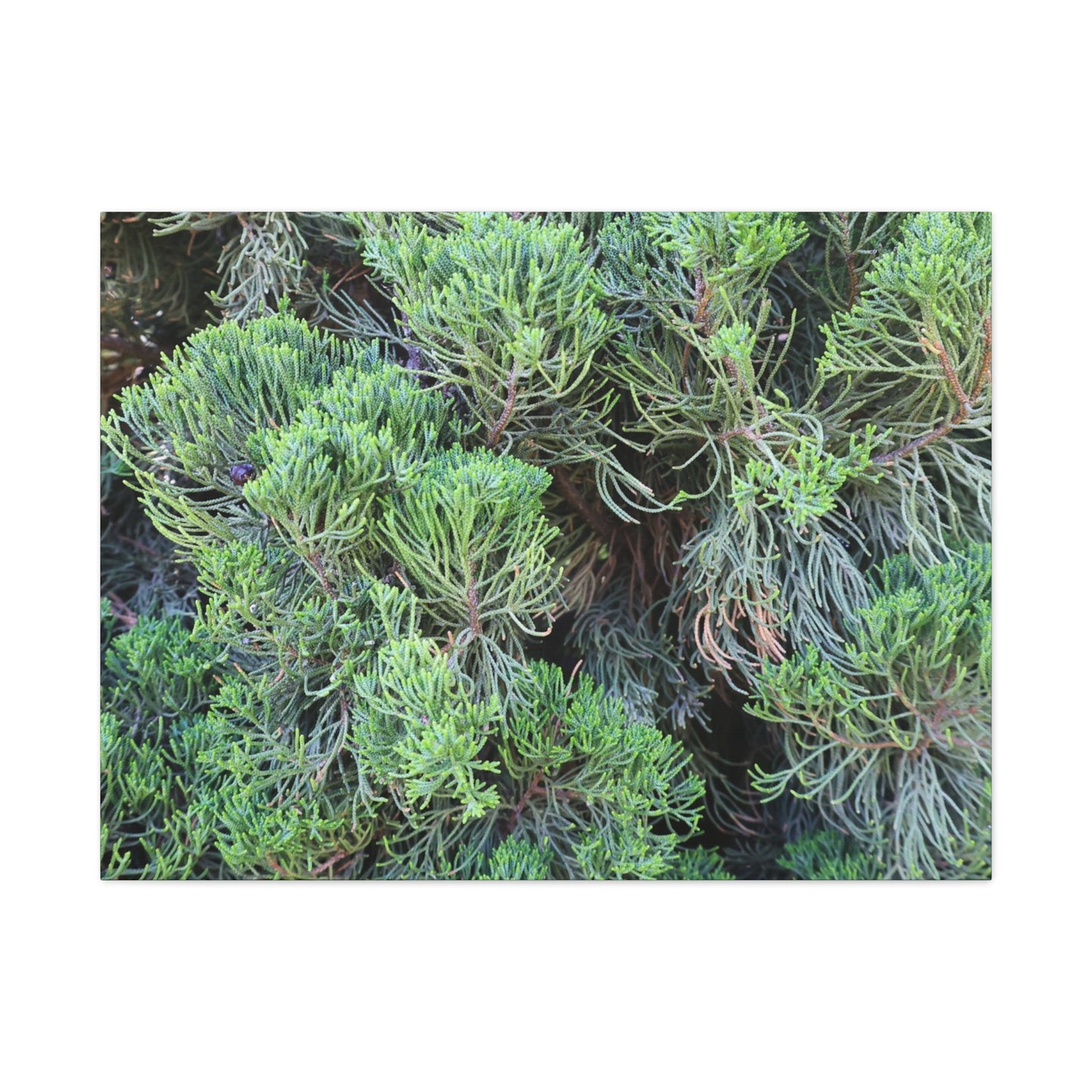 Green Labyrinth - Unique Frameless Canvas Wall Art - Art By Earth