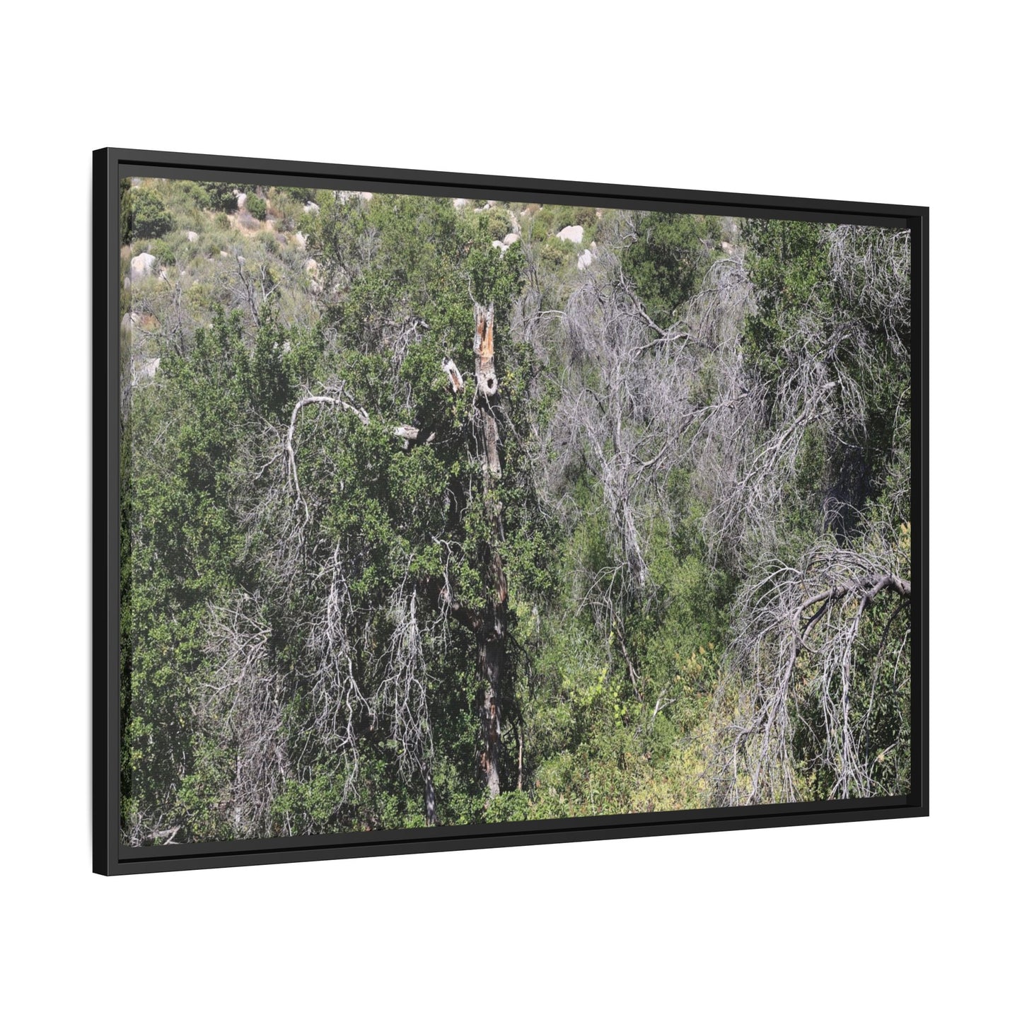 Forest Decline - Unique Stretched Canvas Wall Art