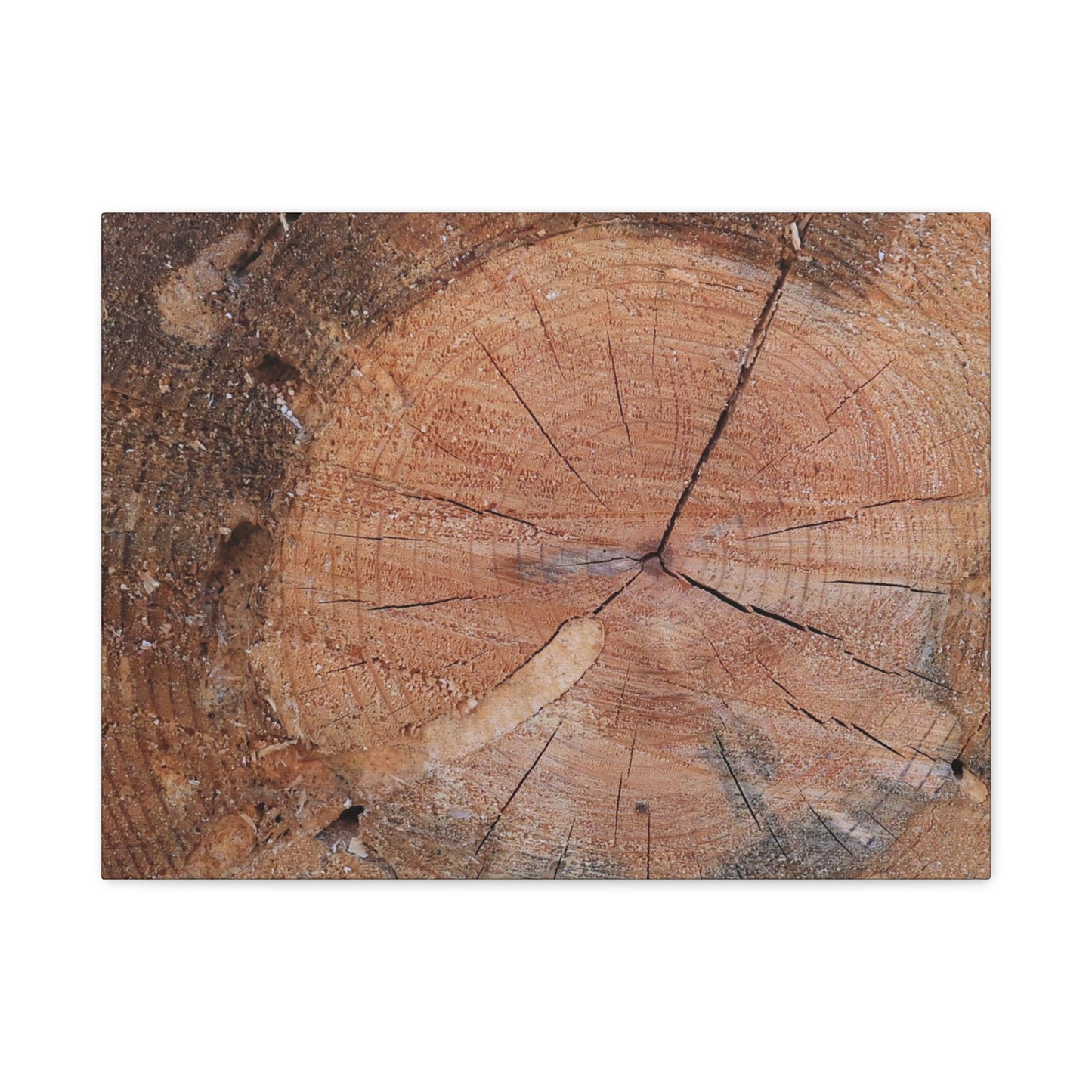 Timber Tale - Unique Frameless Canvas Wall Art - Art By Earth