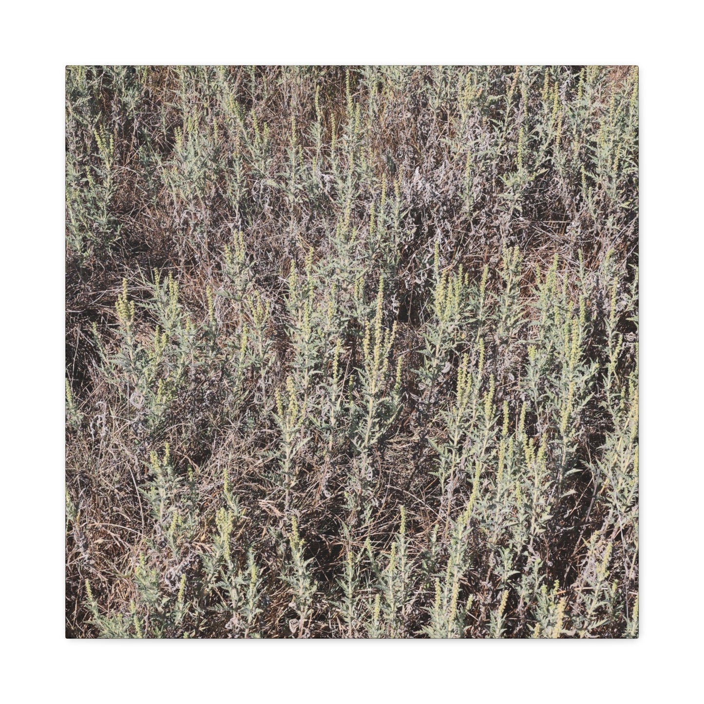 Whispers in the Sage - Unique Stretched Canvas Wall Art - Art By Earth