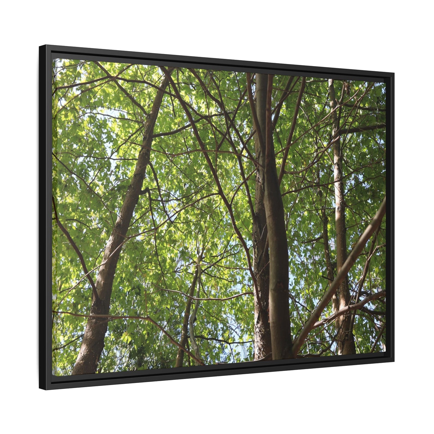 Forest Branches - Unique Stretched Canvas Wall Art