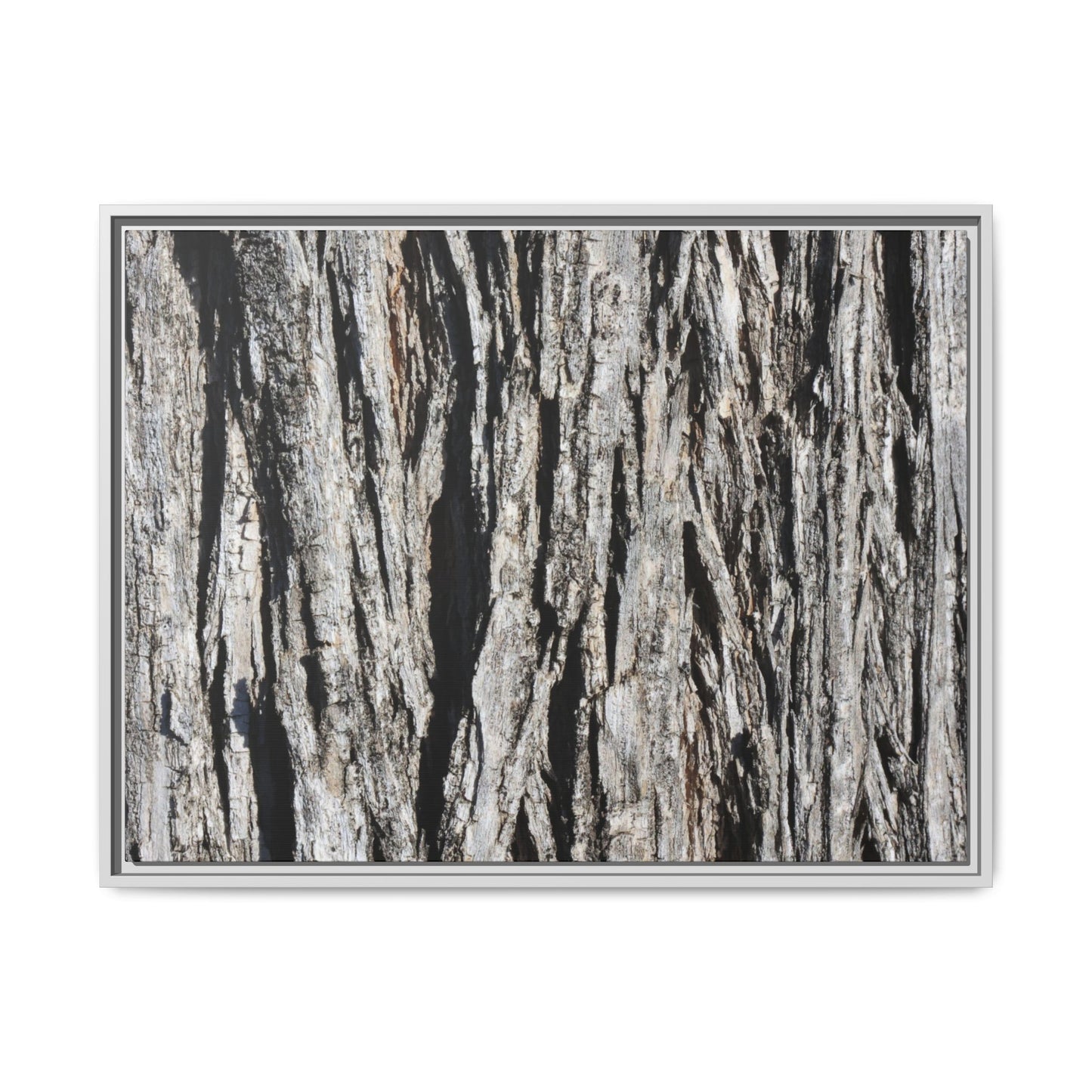 Bark Lines - Unique Stretched Canvas Wall Art - Art By Earth