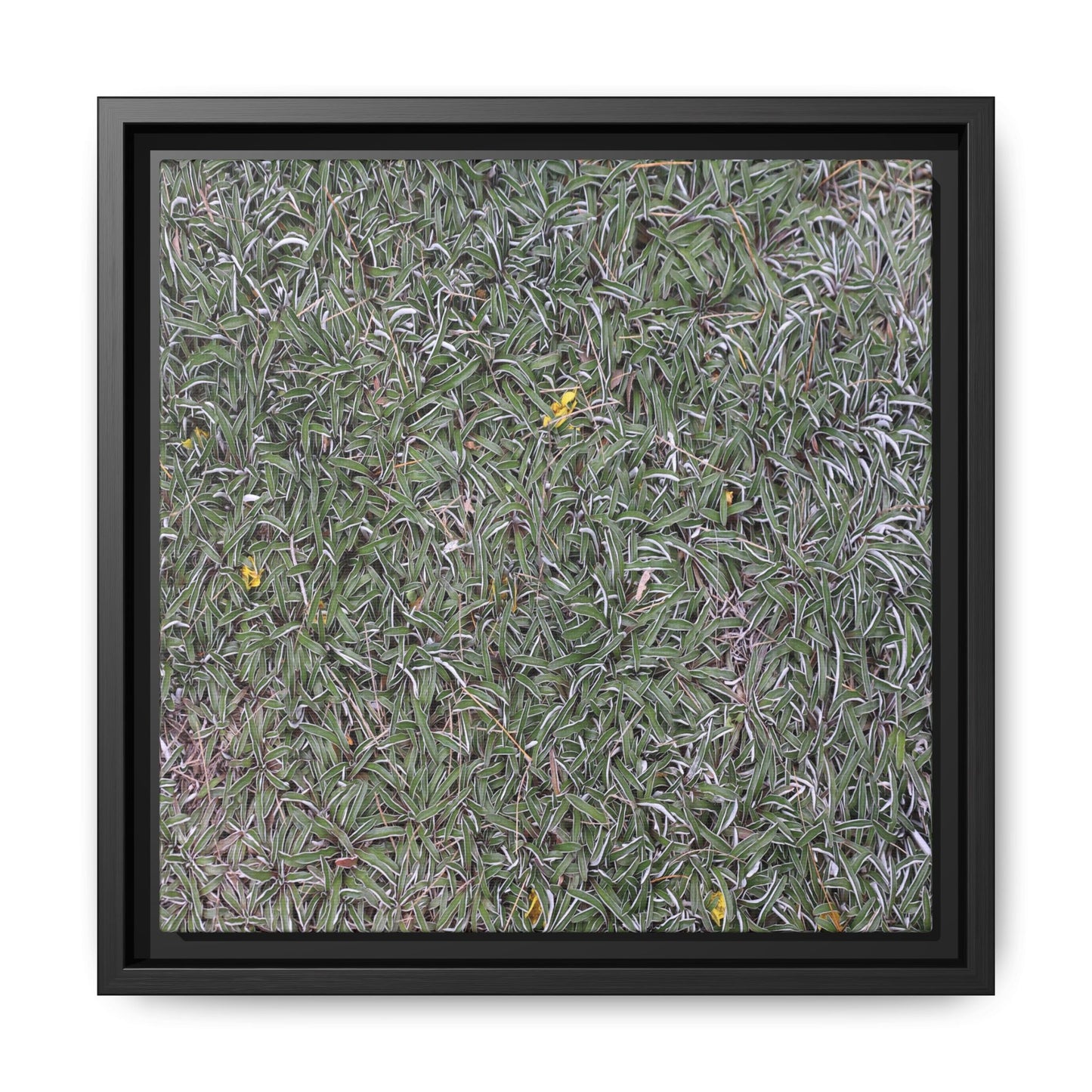 Grassy Texture - Unique Stretched Canvas Wall Art - Art By Earth