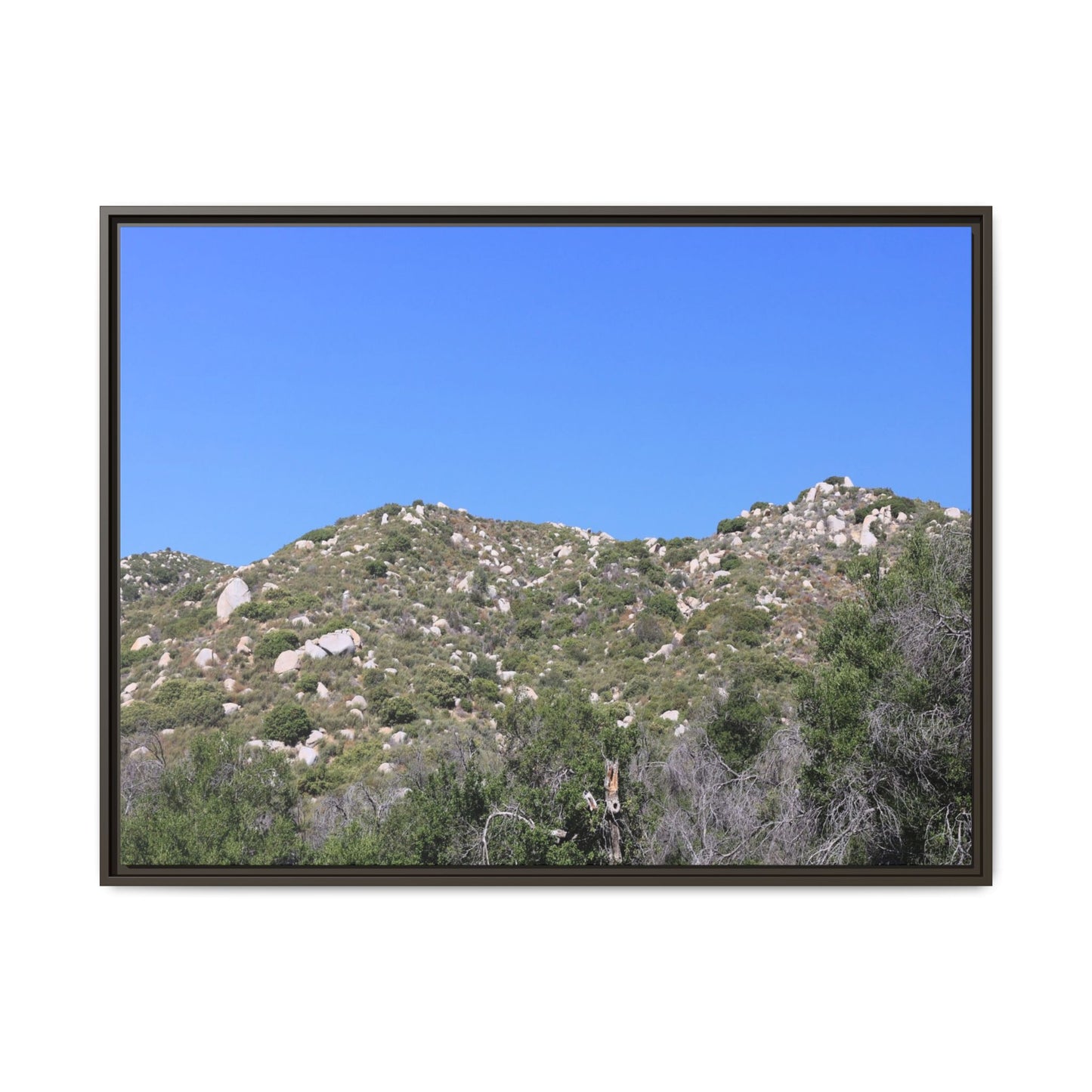 Sparse Vegetation - Unique Stretched Canvas Wall Art