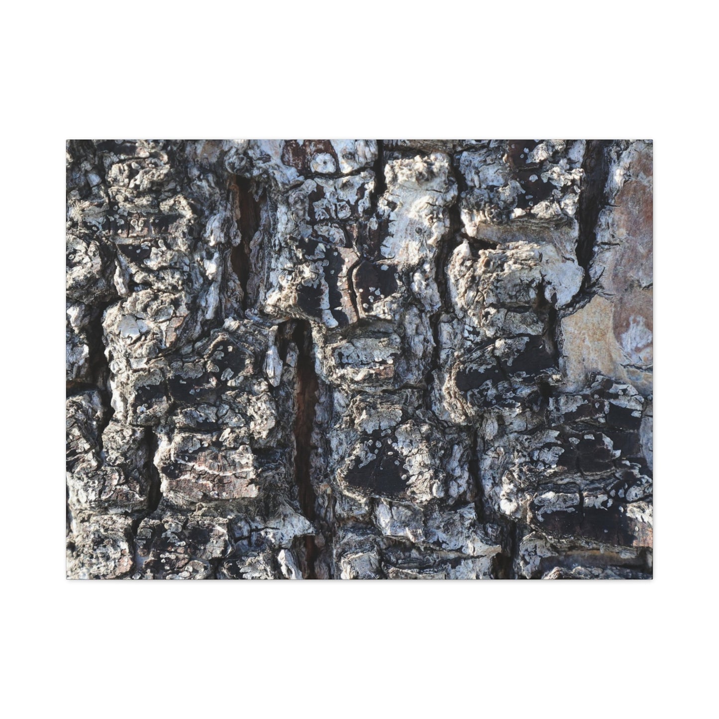 Textured Whispers of the Ancient Tree - Unique Frameless Canvas Wall Art - Art By Earth