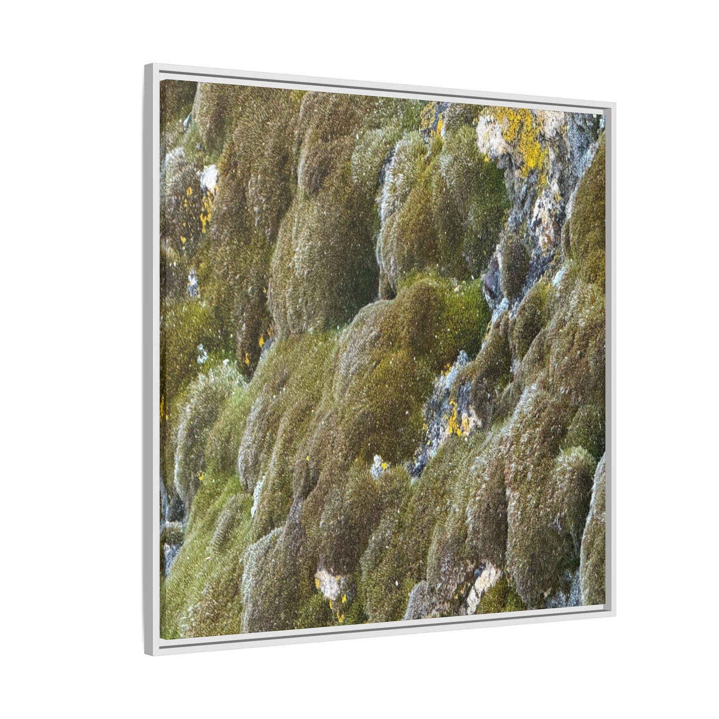 Moss Symphony - Unique Stretched Canvas Wall Art