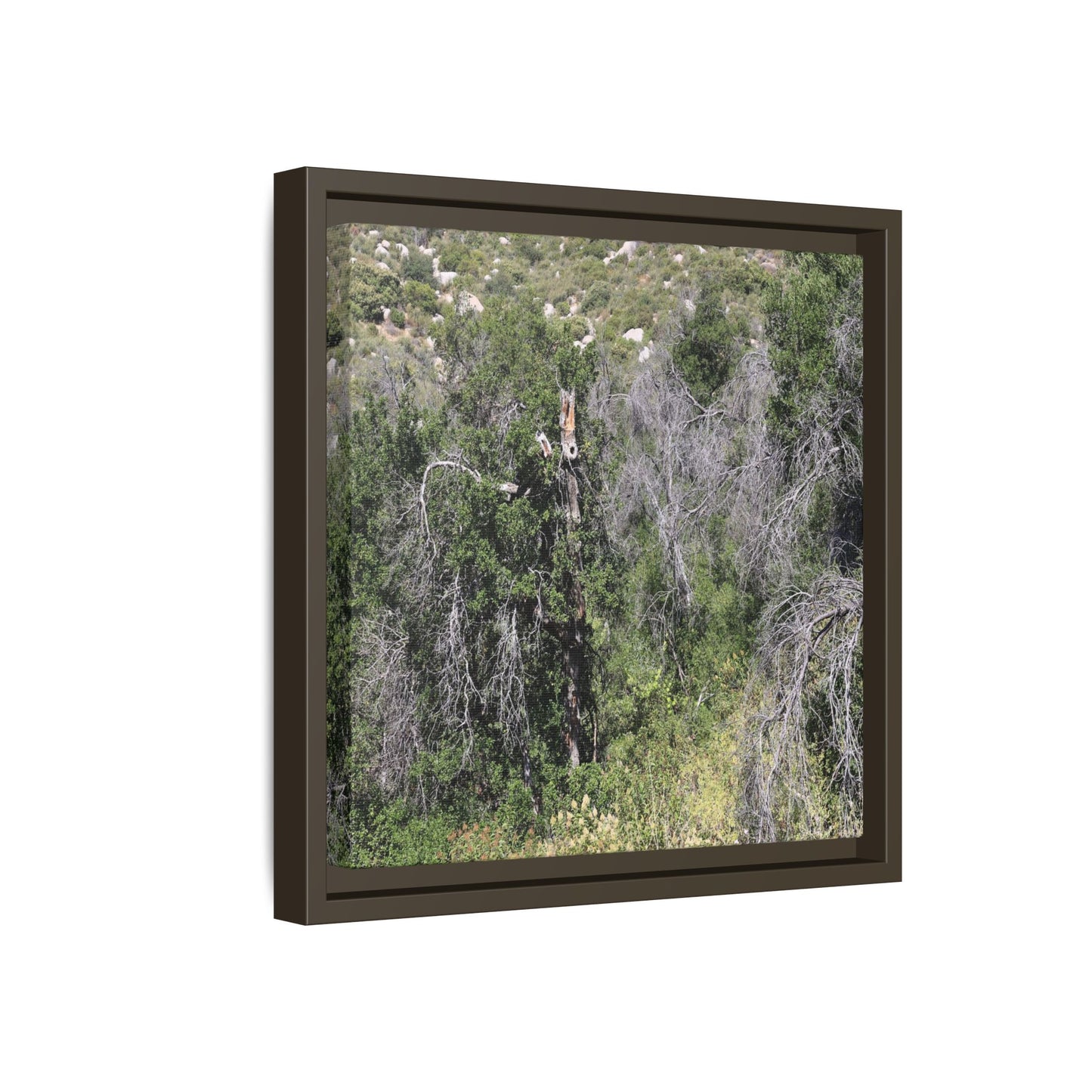 Forest Decline - Unique Stretched Canvas Wall Art