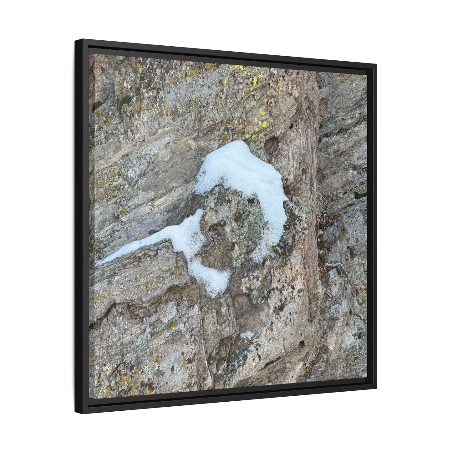 Lichen's Embrace - Unique Stretched Canvas Wall Art