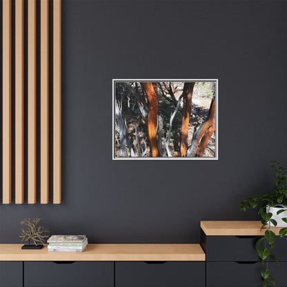 Eucalyptus Grove - Unique Stretched Canvas Wall Art