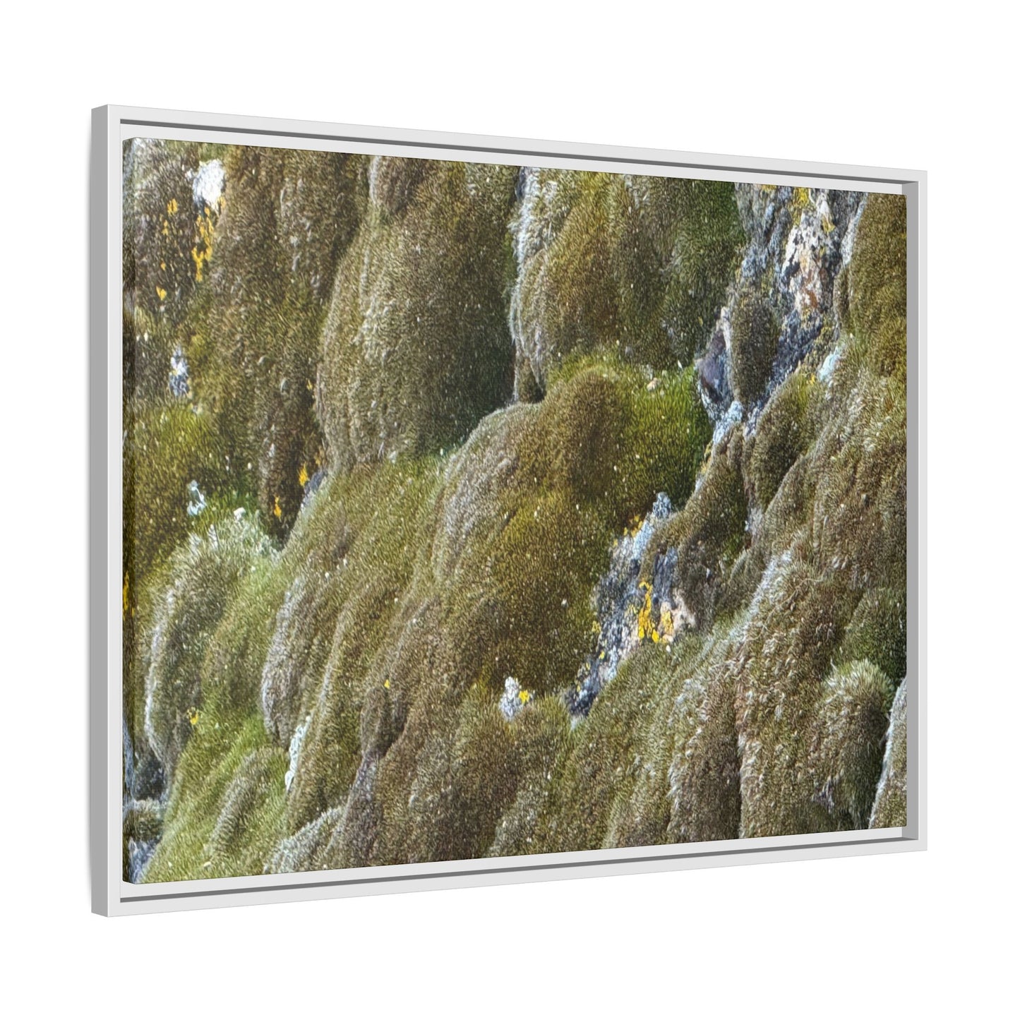 Moss Symphony - Unique Stretched Canvas Wall Art