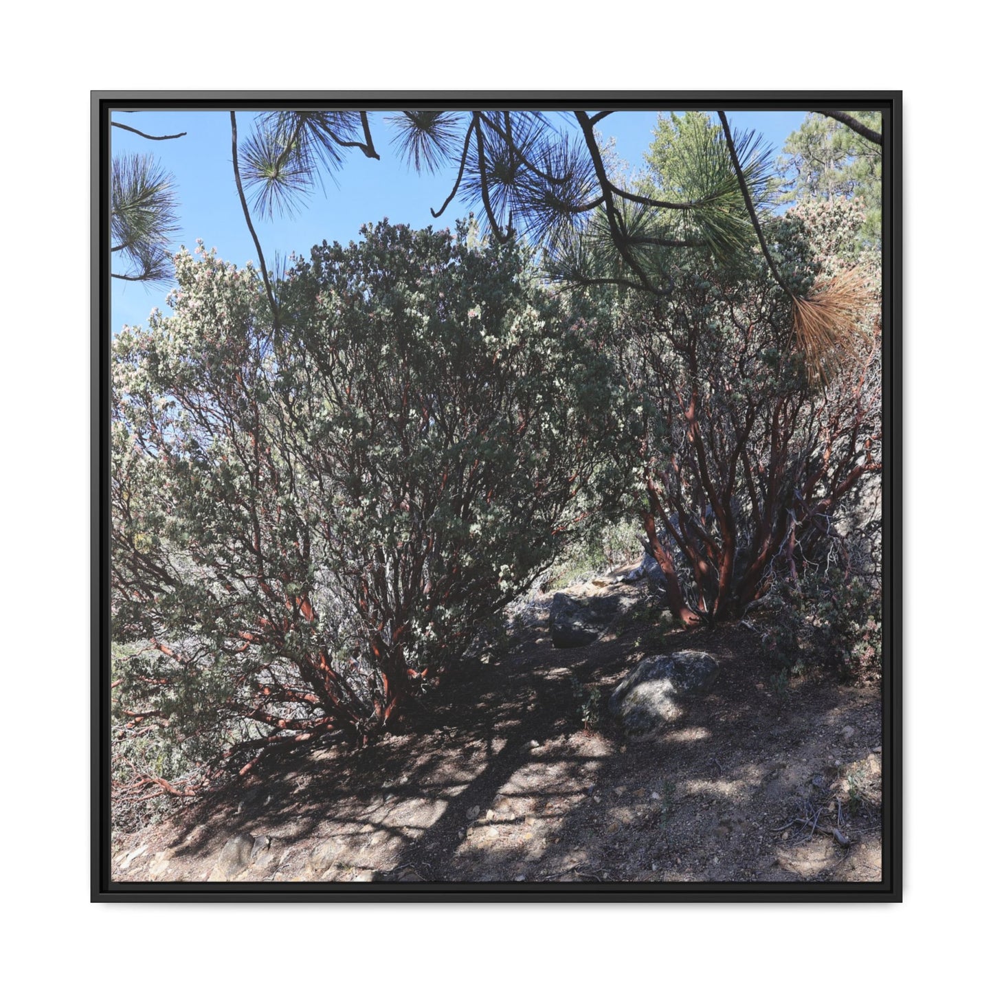 Desert Trail Through Blooming Manzanita - Unique Stretched Canvas Wall Art