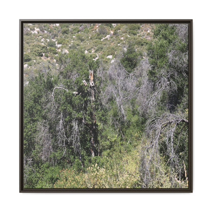 Forest Decline - Unique Stretched Canvas Wall Art
