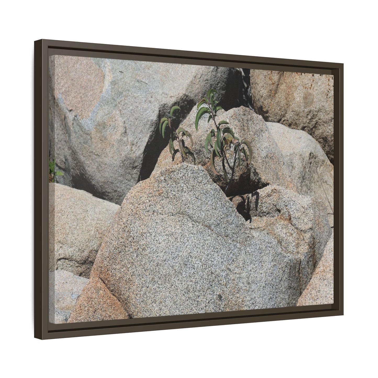 Desert Plant Thriving Among Rocks - Unique Stretched Canvas Wall Art
