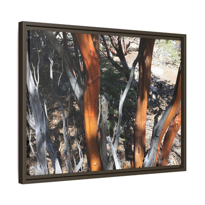 Eucalyptus Grove - Unique Stretched Canvas Wall Art